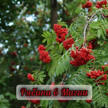 МАГИЧЕСКИЕ СВОЙСТВА РЯБИНЫ