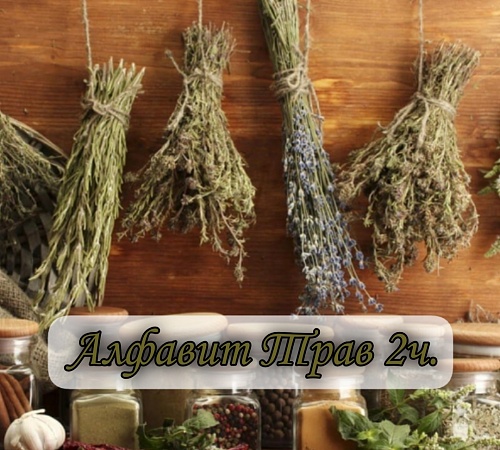 Алфавит трав. Часть вторая (А)