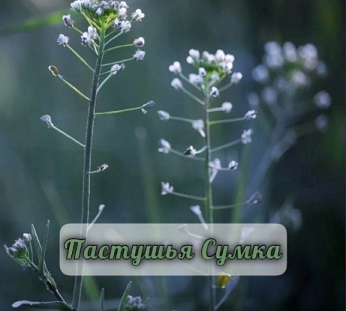 ПАСТУШЬЯ СУМКА.